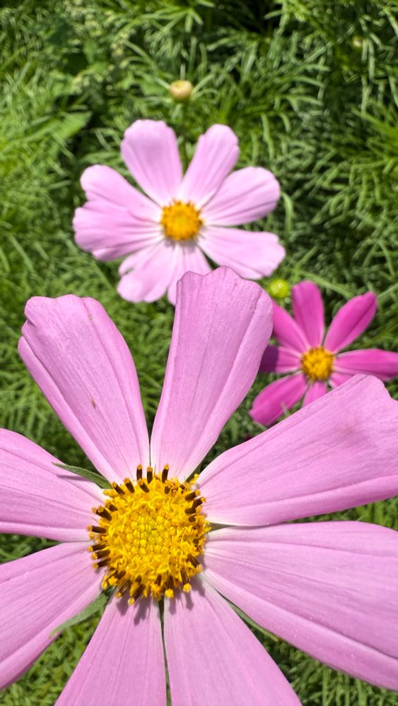 Cosmos flowers (Cosmos bipinnatus)
Pale shade of pink, on a green background.
Have some salad!