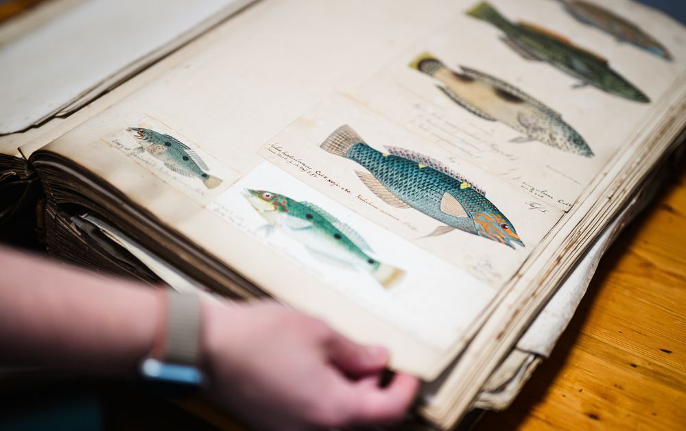 Photograph of the a large volume of fish illustrations, with six fish illustrations on the page in the image