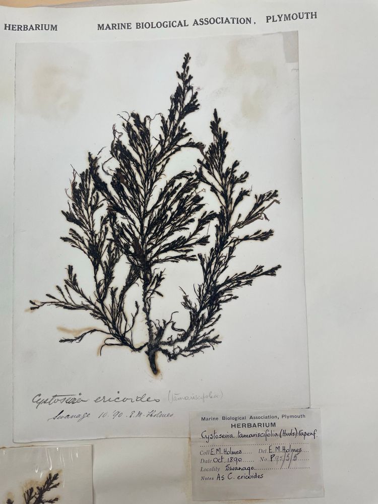 A photograph of a dried specimen of rainbow wrack 