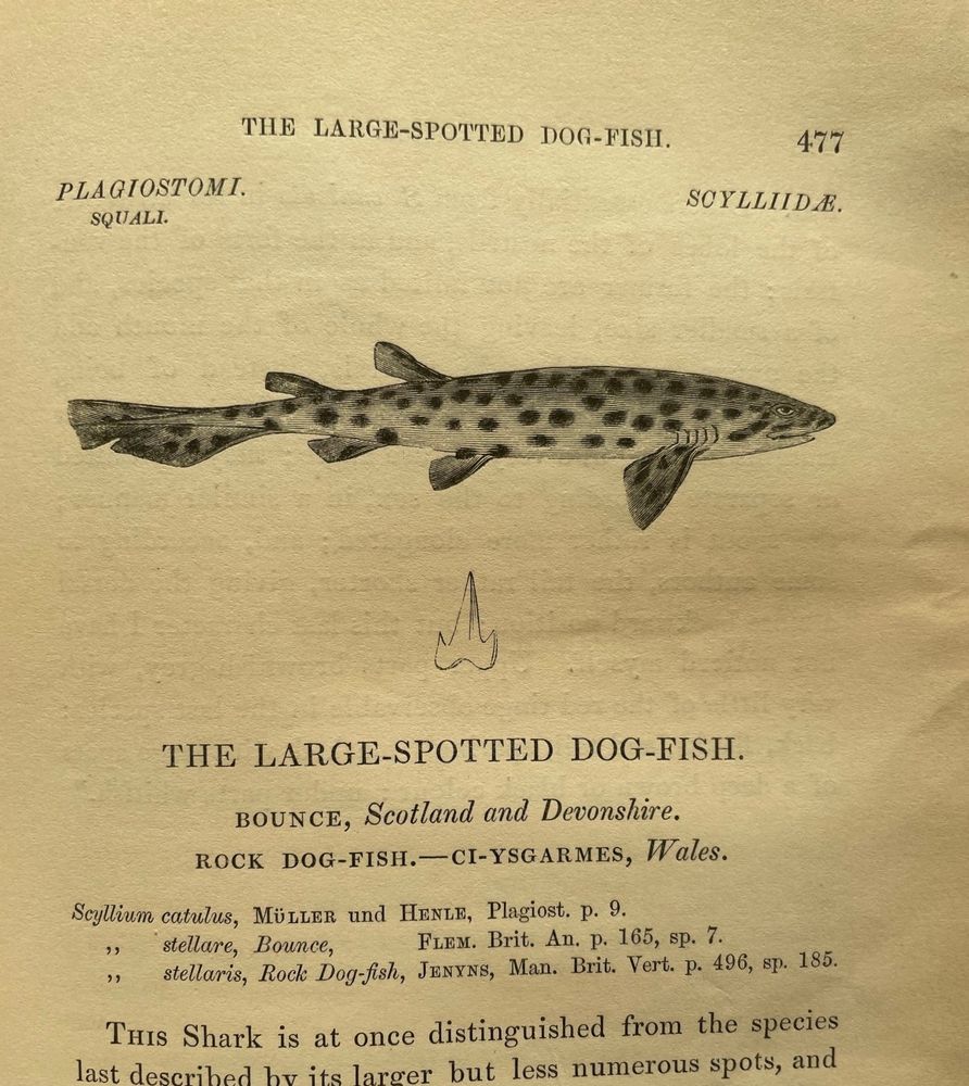 A black and white drawing of the nursehound catshark Scyliorhinus stellaris. The names given on this page are Scyllium catulus, Scyllium stellare and Scyllium stellaris