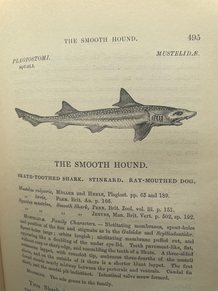 balck and white ilustration of the smooth-hound Mustelus mustelus