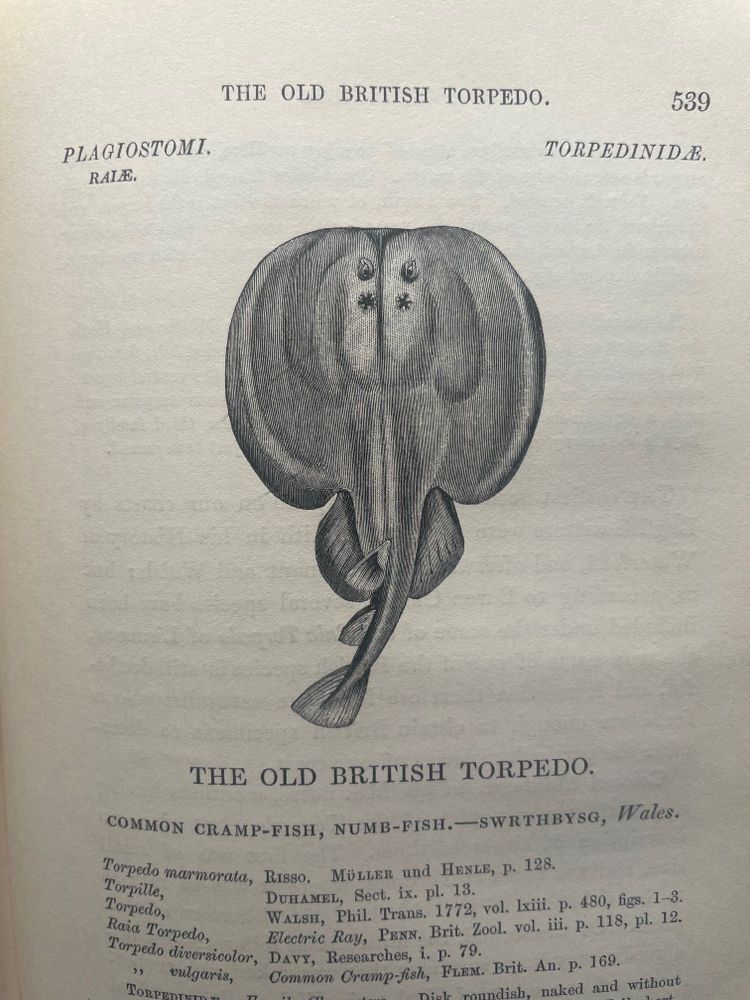 black and white illustration of the electric ray Torpedo marmorata. Dorsal view. common name on page is the old British torpedo