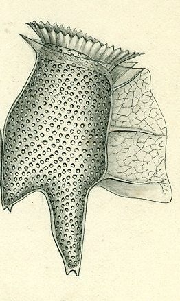 A hand drawn black and white illustration of the dinoflagellate Dinophysis tripos