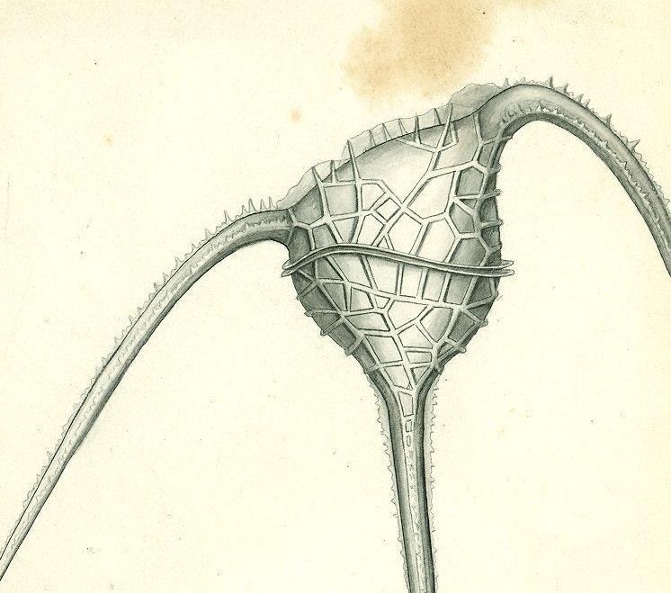 A hand drawn black and white illustration of the dinoflaggelate Ceratium hexanthum. The image has been cropped and shows the armoured plates and upper portion of the horns