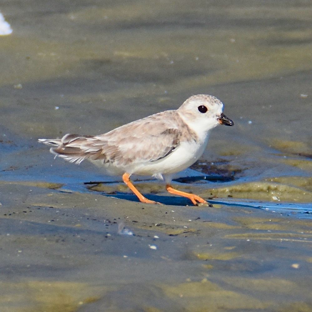 One of the 8,000 piping plovers remaining on the planet. This is a small, mostly white shorebird with a short neck, beady black eyes, bright orange legs, and a neat squat black bill. She has a gray wash on her crown and her wings are colored a faint sandy brown. She is walking to the right across wet sand. 