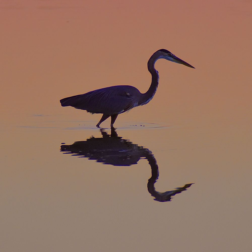 Great blue heron washing in calm water at twilight, facing right. The shot is mostly a silhouette of the long-legged, snake-necked, dagger-billed bird, but details of the bird can be seen if you look closely: the dark crown, the light shoulder patch, the bright eye. The water is calm and a nice reflection ripples gently beneath the bird himself. The water is colored light gray-blue to orange. 