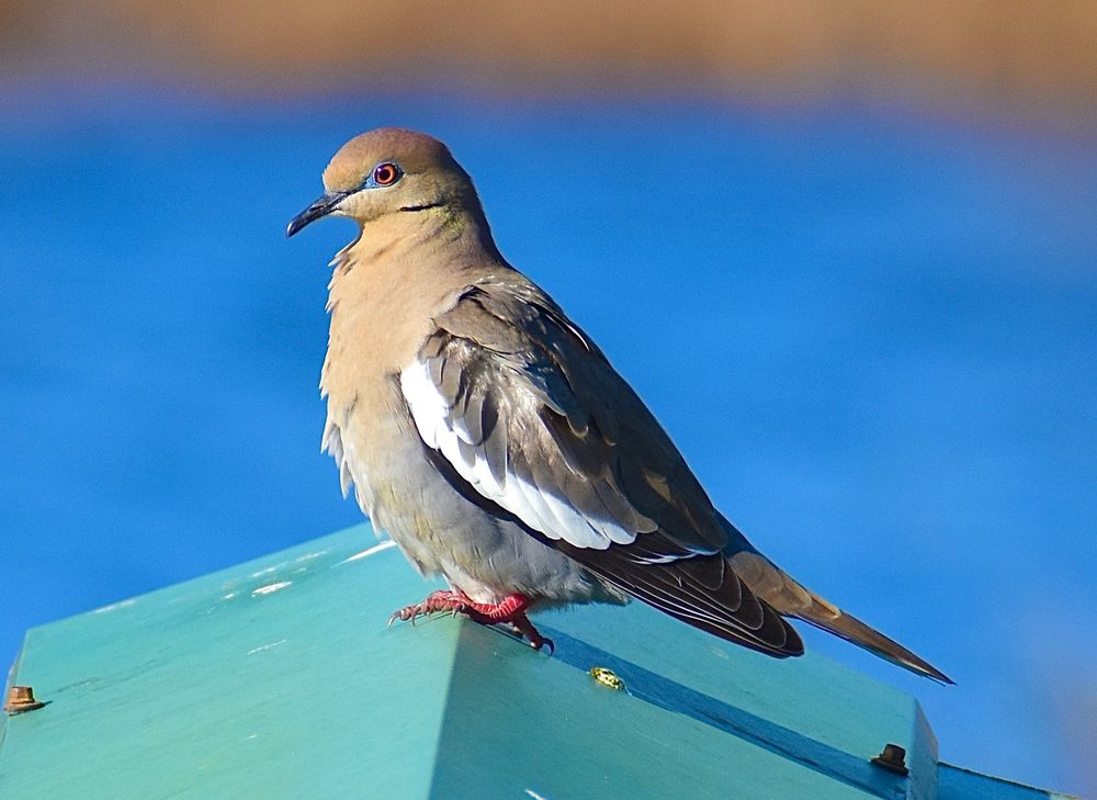 Side view of a white winged dove. The bird is facing left, into the sun, and has a brilliant red eye, cream colored beast, red feet, and a nice white stripe along the inner wing. Out of focus bright blue watery background. 