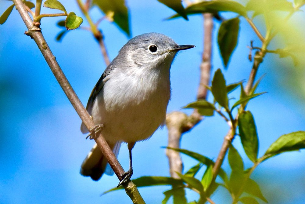Female blue-gray gnatcatcher perched on a small diagonal branch, facing right. The bird is white below and blue-gray above, with a neat white eye ring and a small sharp slightly hooked beak. The light is from the upper left and the sun reflects in the bird’s eye. She is framed by small green leaves and a bright blue background. 