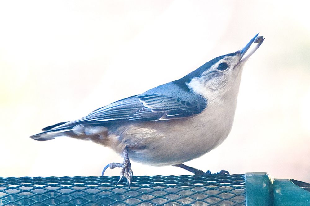 White breasted nuthatch on a feeder, but the picture has been rotated 90 degrees so that the bird is, uncharacteristically, NOT upside down. She faces right, with her feet clutching the side of the feeder, and he head up toward the right with a sunflower seed in her beak. She is white below and blue-gray above and has a super short tail. The background is off white. 