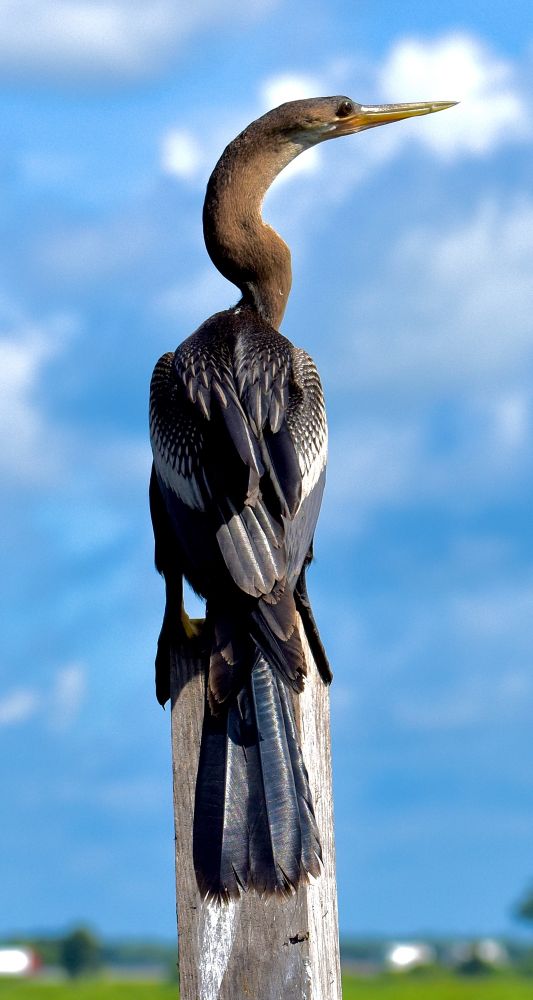 Female anhinga perched on a post, rear view, facing to the right. This is a long lanky bird with a black tail, oily black wings neatly flecked in white, and a fabulous long brown S-shaped neck. Anhingas are sometimes called snake birds because they sometimes gyrate their necks in odd and surprising ways. Here though the bird’s neck is in the standard S position. The bird has a small head and a long daggerlike bill. The sun reflects in her eye and you can see the marsh behind her, but most of the background is composed of bright blue and partly cloudy sky. 