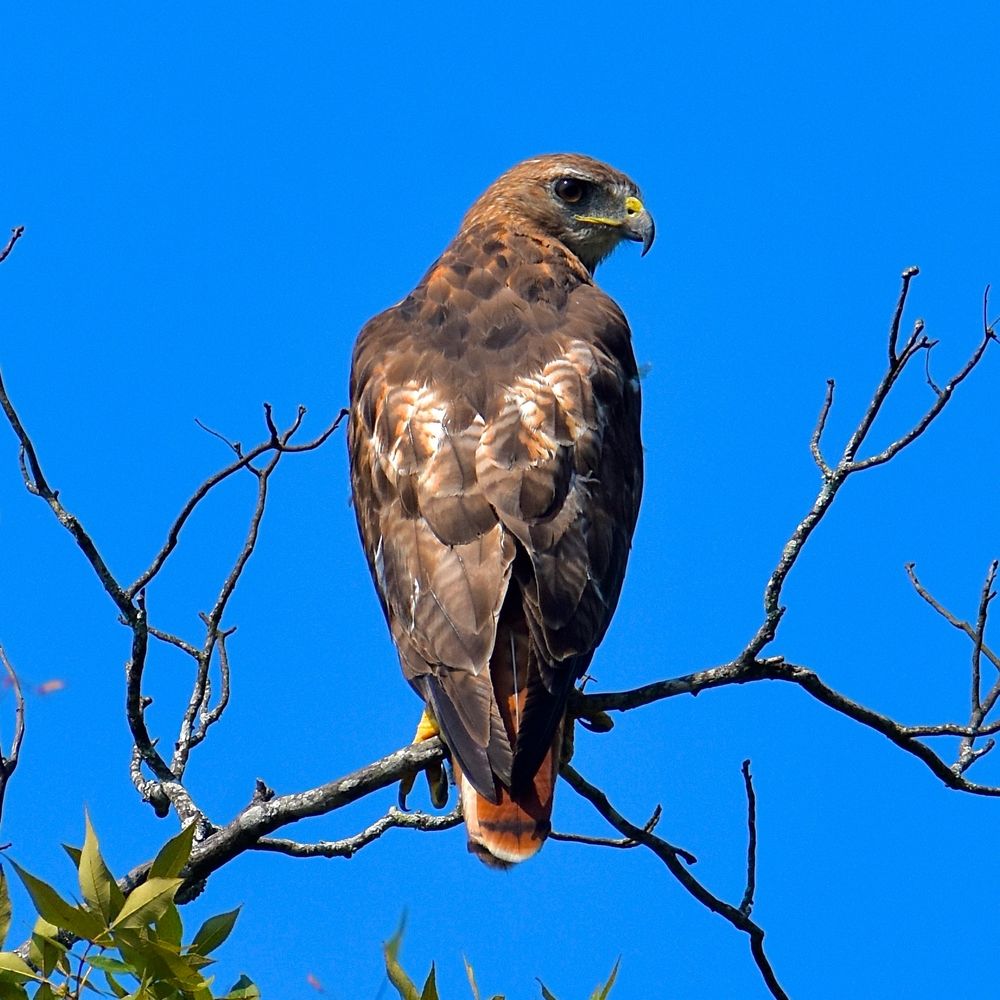 Red tailed hawk perched on a dead branch, seen from behind, against a bright blue sky. The bird faces right so you see her profile: dark eye reflecting the sun, pale eyebrow, and deeply hooked beak. She has a brown back, brown wing feathers flecked in white, and, of course, a lovely red tail. 
