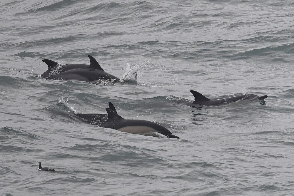 Common Dolphins & Guillemot