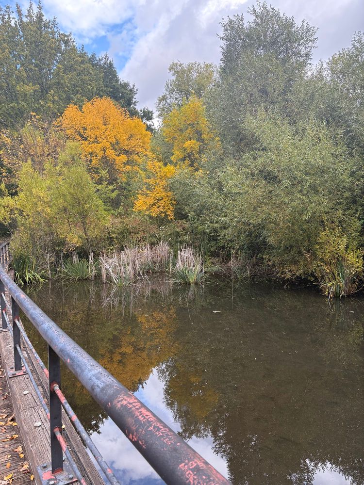 Scenic autumn view from a foot bridge over a pond. Bright yellow and green trees in the background and white clouds over a bright blue sky. 