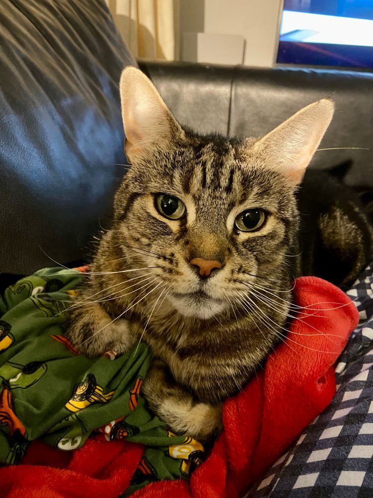 Charlie, a grey tabby cat, is looking straight at the camera.