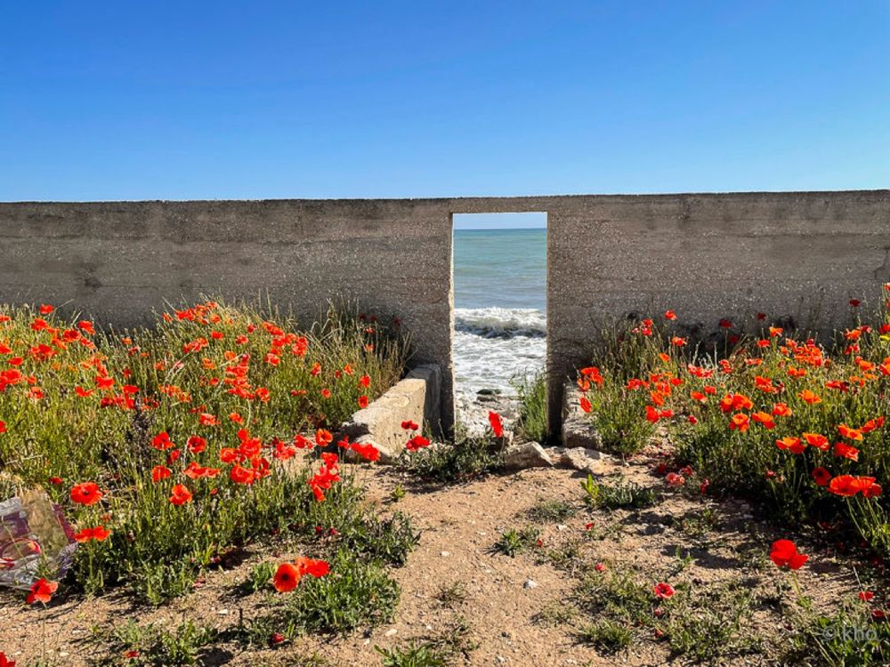 Schmaler Durchbruch in einer Mauer mit Blick aufs Meer, flankiert von roten Mohnblumen im Vordergrund.