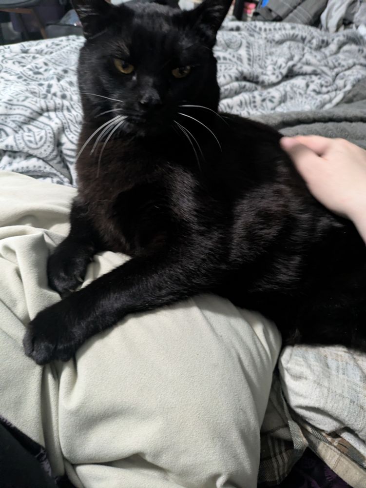 A gorgeous Burmese black cat laying with his front paws on a pillow, looking slightly disapprovingly into the camera because he doesn't want his picture taken.
