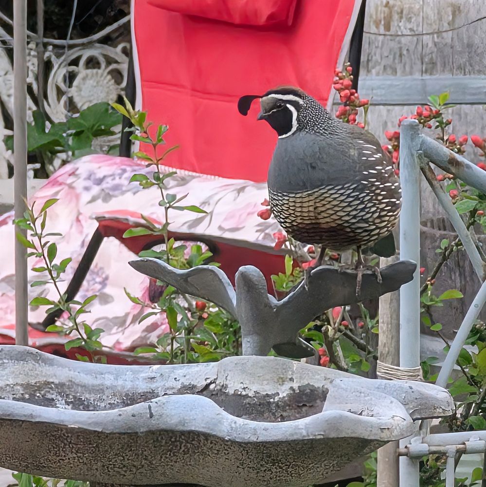 A male quail sits on the wing of a concrete bird that is affixed to a concrete birdbath. In the background are bits of green plants and a bright red camping chair.