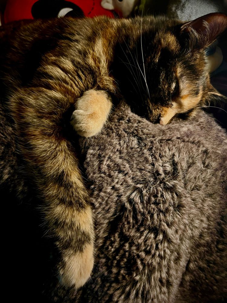 Tortie cat laying half asleep, front legs draped off the edge of an ottoman