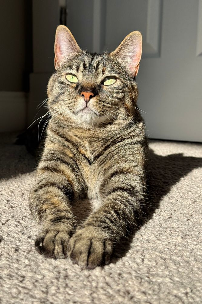 Strata the torbie cat in the sun, her nose a deep and glorious pink 