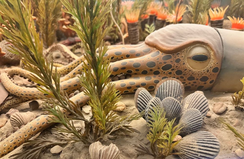 A large shelled cephalopod, covered in spots, on the floor of an ancient reef