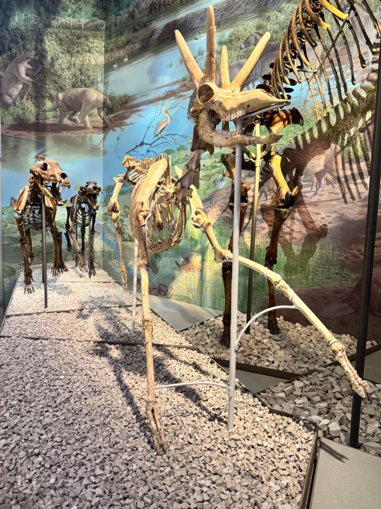 A small, forked-horn pronghorn skeleton posed as if fleeing running, panting dire wolves in a museum 