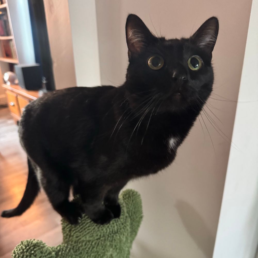 Joey the void kitten sitting atop a cactus scratching post making big hopeful eyes because she wants burrito 