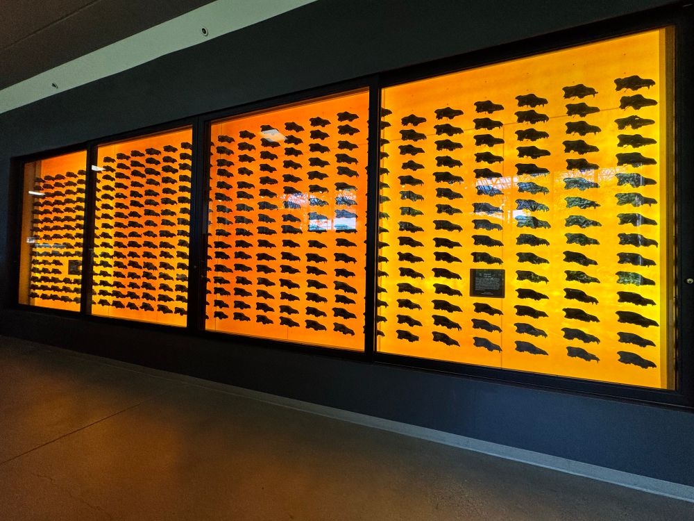 The crania of 400 dire wolves at La Brea, brown fossils against a yellow background 