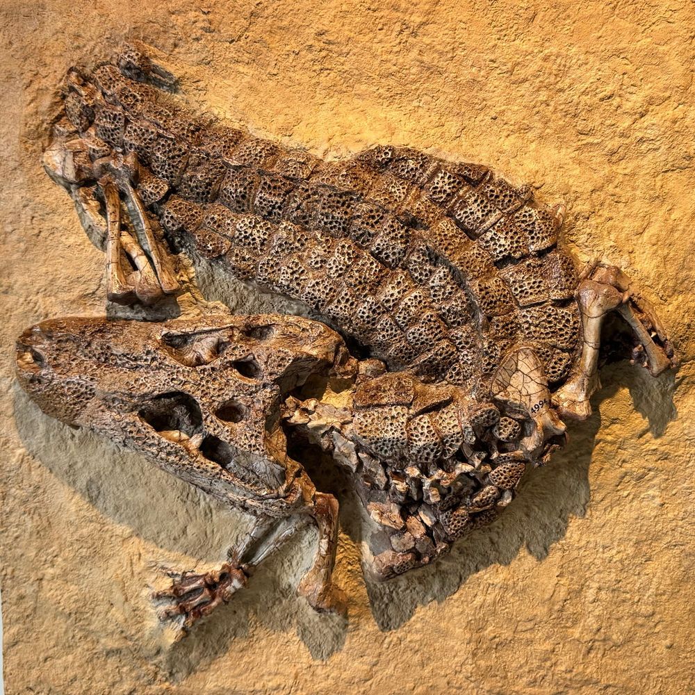 The skeleton of a fossil alligator curled up 