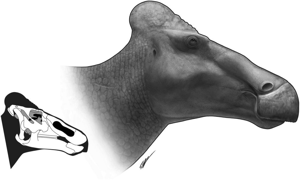 Re‐evaluation of a soft crested Edmontosaurin, with implications for hadrosaurid life appearance and diversity
