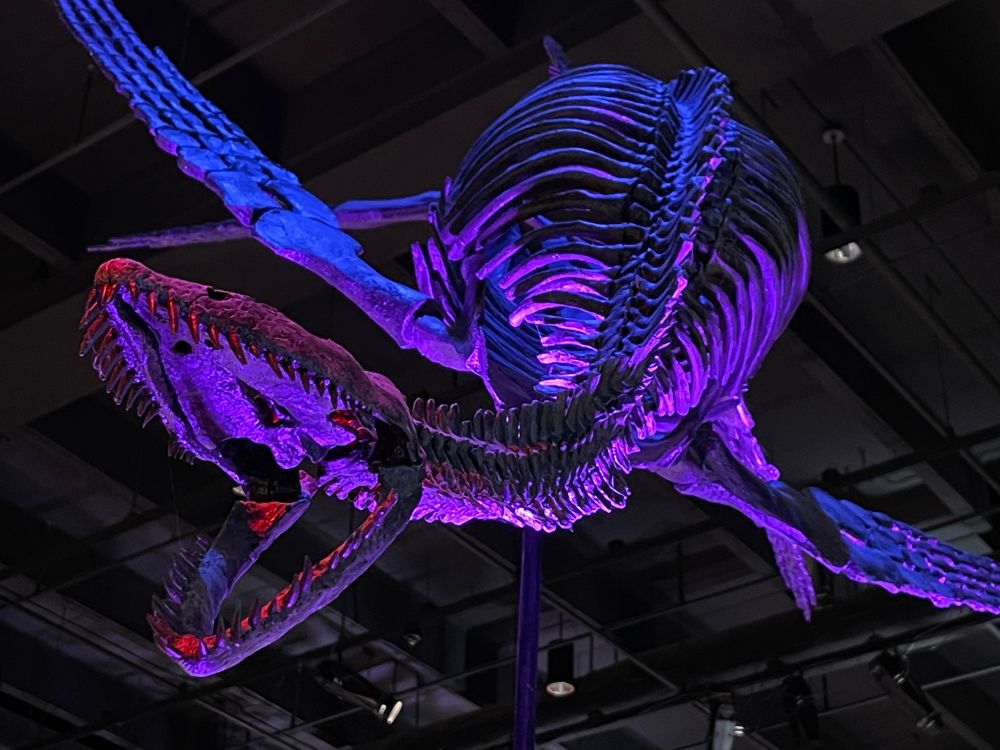 A Plesiosaurus skeleton shot from below in purple and blue lighting