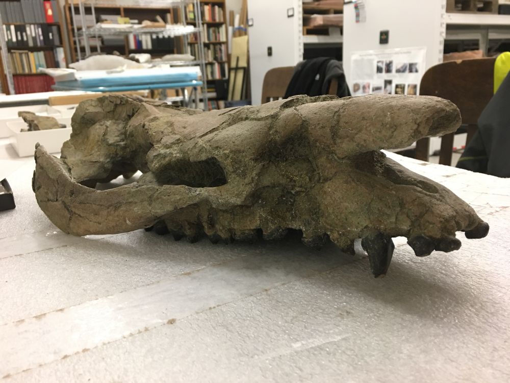 A long and low skull of a fossil mammal, an herbivore called Telmatherium, on a museum collection bench 