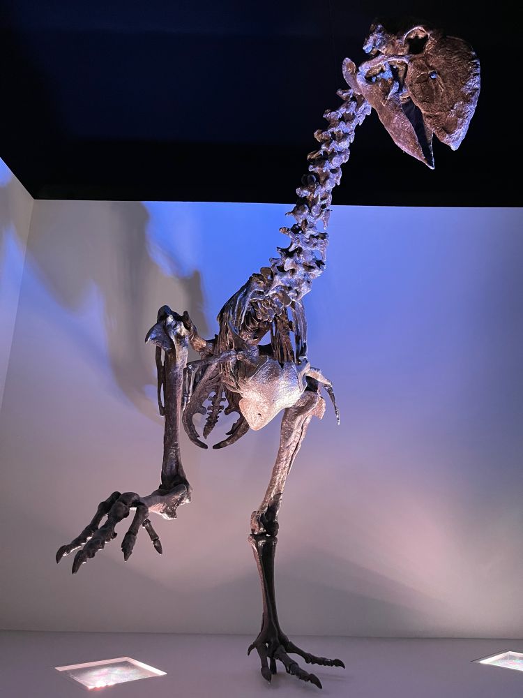 A skeleton of the fossil flightless bird Gastornis, raising one foot as if about to dance