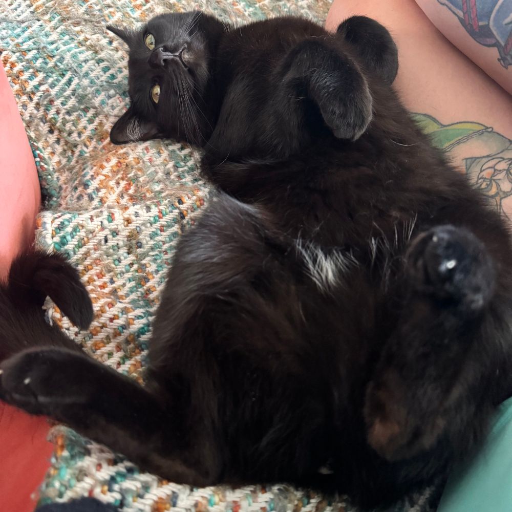Joey the void kitten rolling on her back next to Riley, showing her belly for pets.