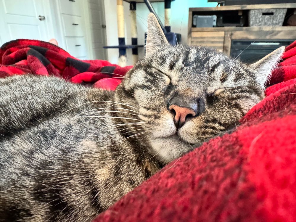 Strata the torbie cat hard asleep on Riley. Look close and you can see her banded fur and chin whiskers 