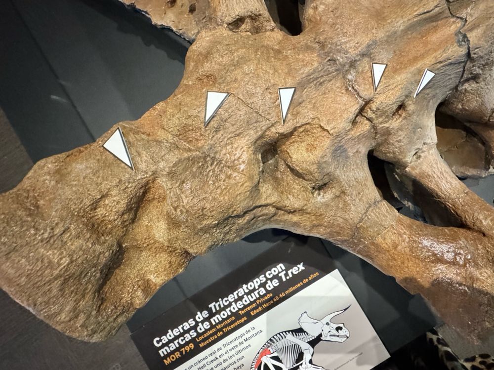 Close-up of fossil Triceratops hips (MOR 799) showing deep punctures left by a tyrannosaur bite 