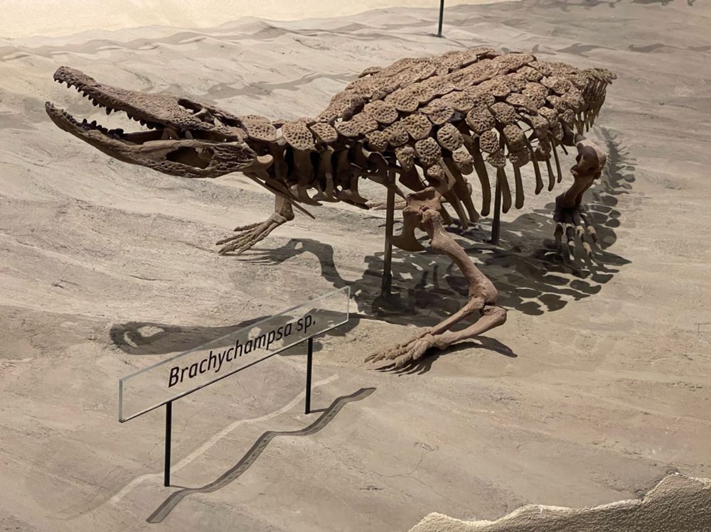 The skeleton of the prehistoric crocodile Brachychampsa in a museum, with osteoderms in place on its back. 
