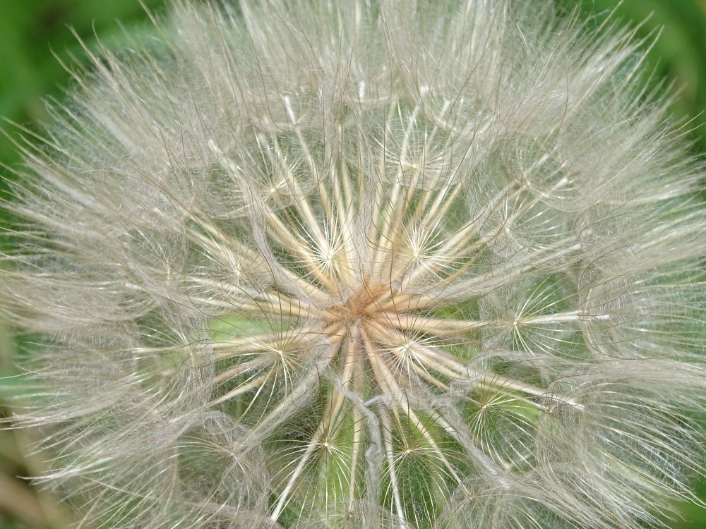 Löwenzahnsamen auf eine Pusteblume.