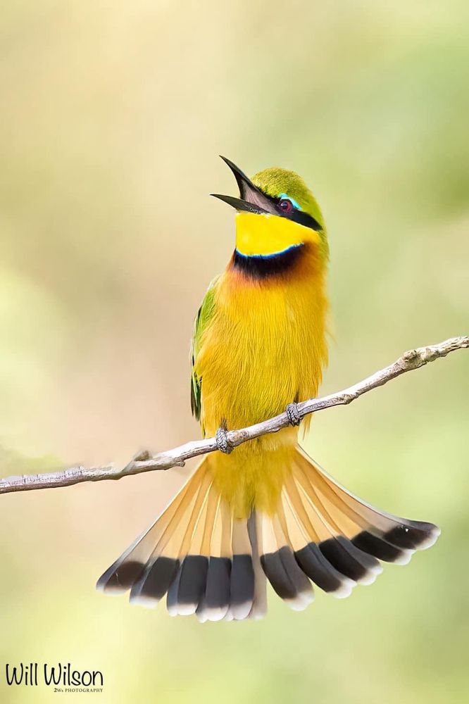 A small, mostly grass-green bee-eater with a canary-yellow throat separated from buff underparts by a black line across the throat. Singles and pairs occupy grassy savanna and wetland edges. They often perch lower than 1.5 m above the ground, and dart around hunting flying insects, then returning to the same small twig. Calls include a sibilant “s-lip” and other high-pitched notes. 