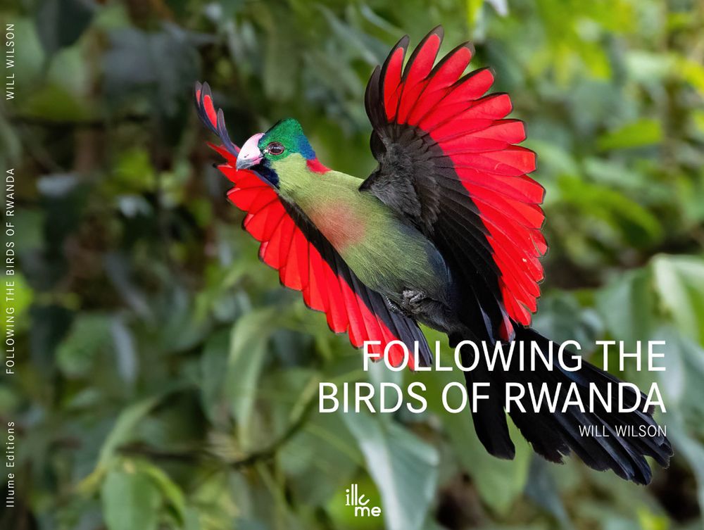 Front cover of my second book - Following the Birds of Rwanda - a Rwenzori Turaco in flight.

📣 Book Launch Announcement! 🐦📘

I’m thrilled to announce the release of my second book — Following the Birds of Rwanda — a photographic celebration of Rwanda’s vibrant birdlife and their fascinating behaviours.

This coffee table-style book is a visual journey through forests, wetlands, and skies, capturing the moments that make Rwanda an avian paradise.

📍 Available in shops across Kigali and online via Komezart from 1st July.

Whether you’re a nature lover, photographer, or simply appreciate the beauty of wildlife, this book is for you. Thank you for supporting local art, nature, and storytelling!
