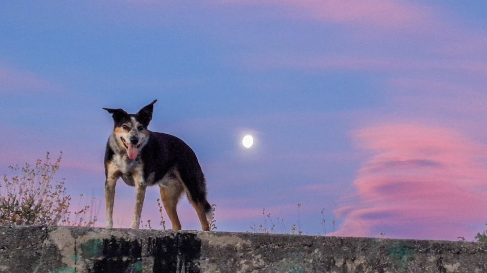 Alby the border collie dog standing on a wall in front of candy floss colored and shaped clouds.