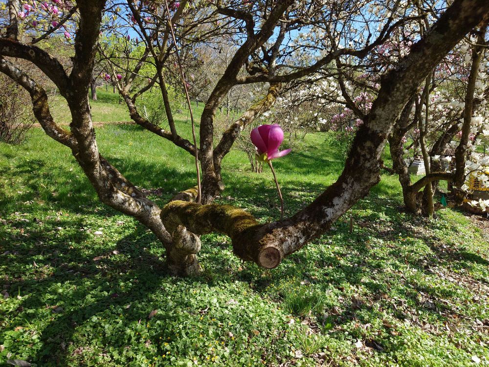 Ein photo einer einzelnen pinken Magnolienblüte die senkrecht aus einem stamm herauswächst. 
