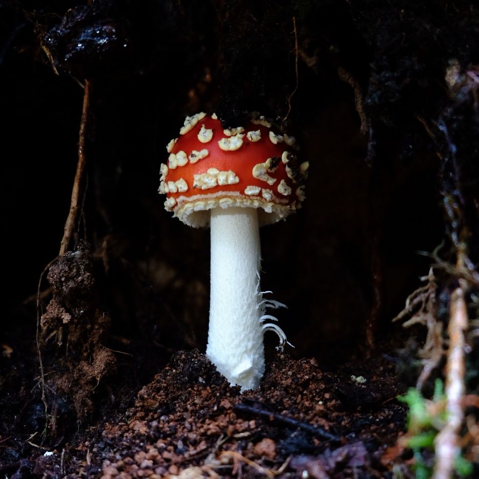 Ein Photo von einem jungen Fliegenpilz zwischen Wurzeln und vor einem dunklen Hintergrund. 