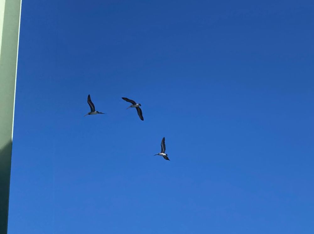 Pelicans!