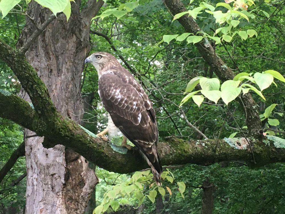 A hawk in a tree, seen from the side, gives a glare to the person who pursued it thru Cave Hill Cemetery in Louisville KY, frantically snapping pictures.  