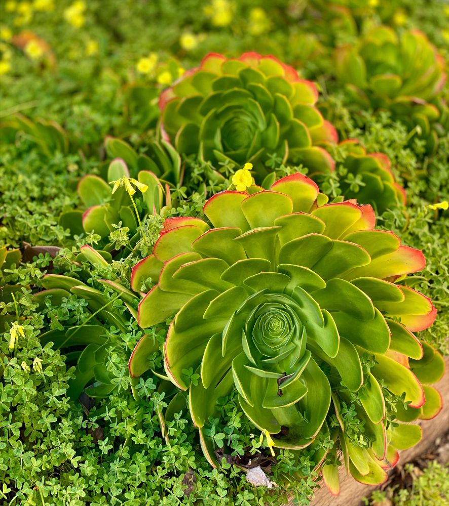 Gorgeous green succulent