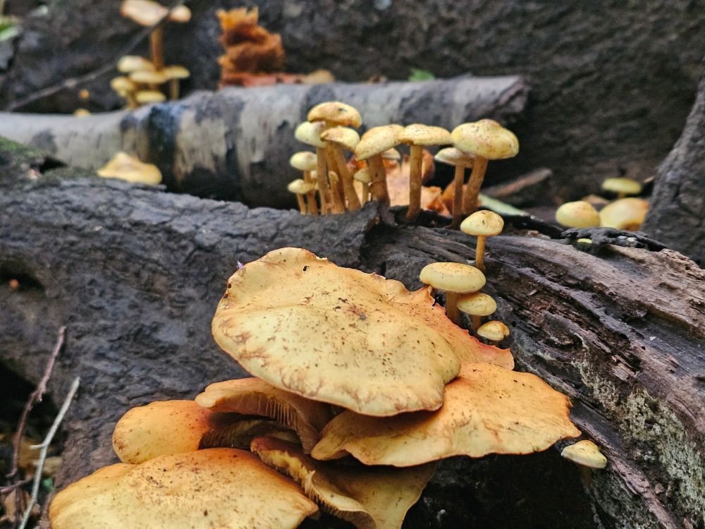 Poss woodtufts?