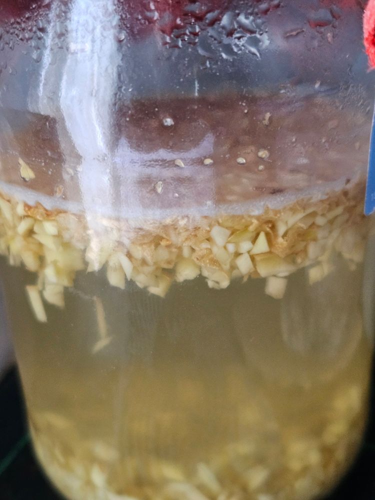 A ginger bug, some ginger floating to the top and others sunk to the bottom. A layer of yeasty white bubbly goodness sits on top of the liquid. 