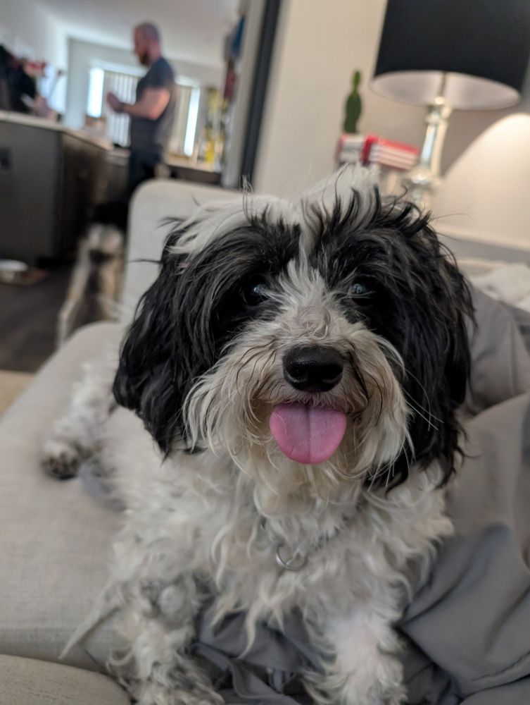 Hanzo, Lhasa Apso-Poodle mix stares at the camera with his tongue out.