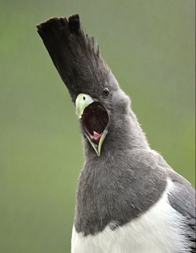 White-bellied go-away-bird
