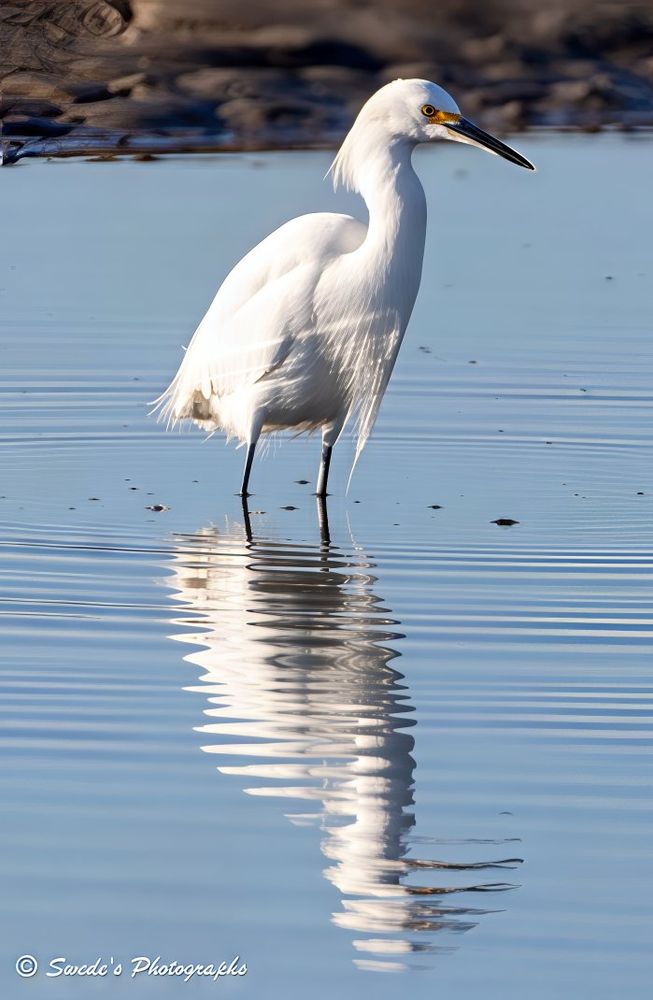 "A snowy egret stands poised in a shallow tidal pool, its slender legs barely disturbing the glassy surface of the water. The bird’s plumage is a brilliant, pure white—soft and delicate, like freshly fallen snow. Sunlight catches the fine feathers along its neck and back, giving them a faint, ethereal glow. Its beak is long and black, sharp as a quill, and its eyes are a piercing yellow, alert and focused.

The egret’s reflection is mirrored perfectly in the still water below, creating a quiet symmetry that feels almost sacred. Around the bird, the tidal pool ripples gently, framed by a blurred shoreline of rocks and muted vegetation. The background is soft and unobtrusive, allowing the egret’s elegance to take center stage.

The scene is serene, almost meditative. The egret appears both fragile and regal—an embodiment of grace in motion, pausing mid-step as if listening to the rhythm of the tide." - Copilot